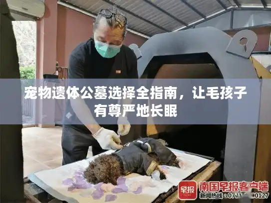 宠物遗体公墓选择全指南，让毛孩子有尊严地长眠