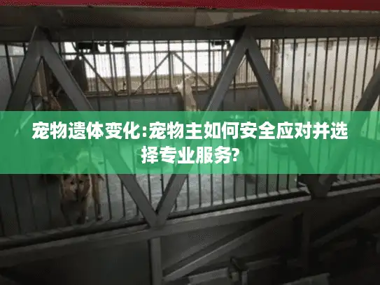 宠物遗体变化:宠物主如何安全应对并选择专业服务?