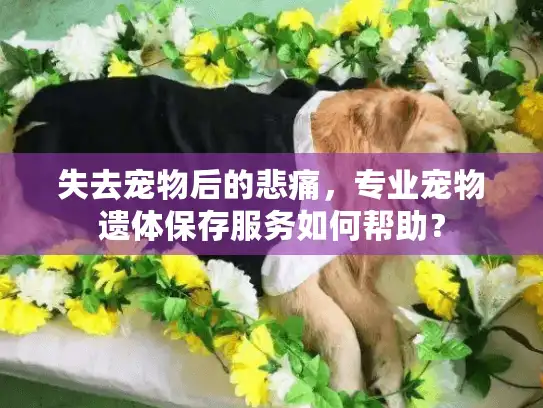 失去宠物后的悲痛，专业宠物遗体保存服务如何帮助？