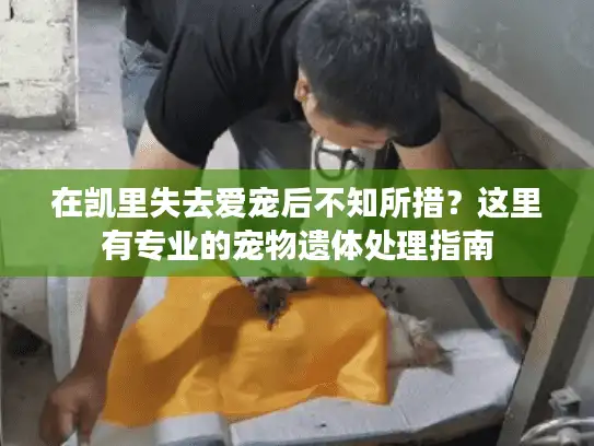 在凯里失去爱宠后不知所措？这里有专业的宠物遗体处理指南
