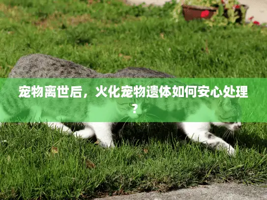 宠物离世后，火化宠物遗体如何安心处理？