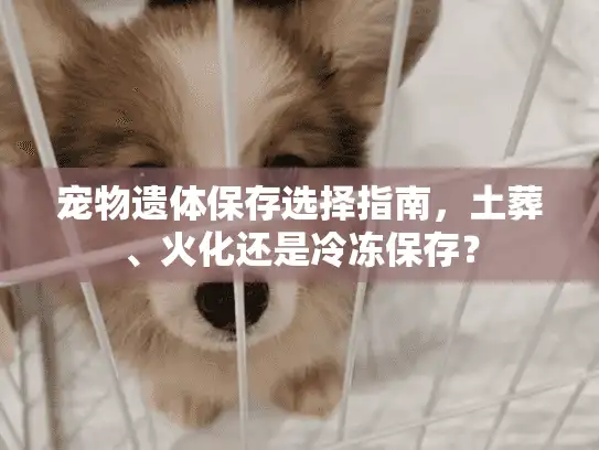 宠物遗体保存选择指南，土葬、火化还是冷冻保存？