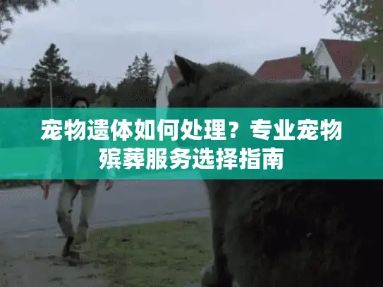 宠物遗体如何处理？专业宠物殡葬服务选择指南