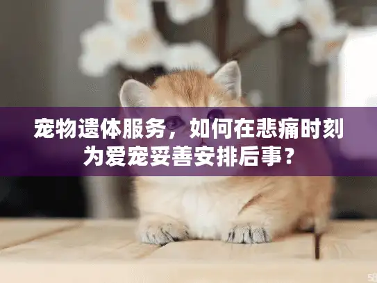宠物遗体服务，如何在悲痛时刻为爱宠妥善安排后事？