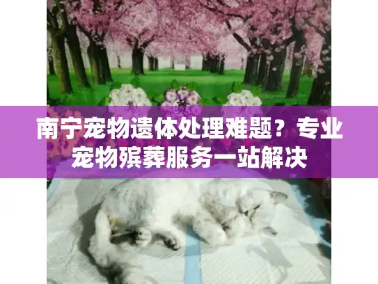 南宁宠物遗体处理难题？专业宠物殡葬服务一站解决