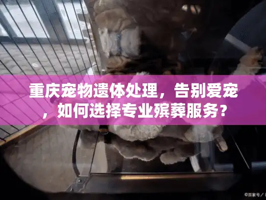 重庆宠物遗体处理，告别爱宠，如何选择专业殡葬服务？