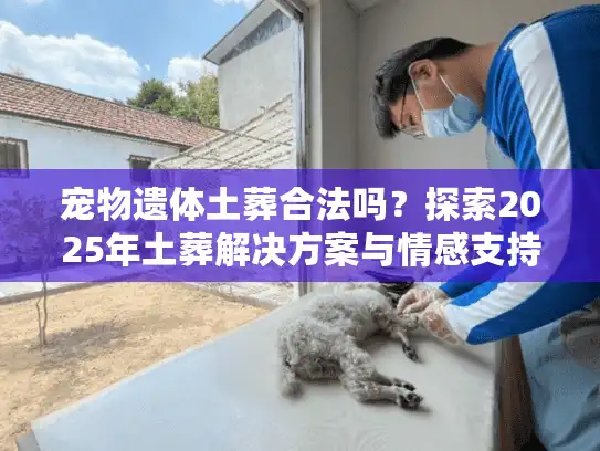 宠物遗体土葬合法吗？探索2025年土葬解决方案与情感支持