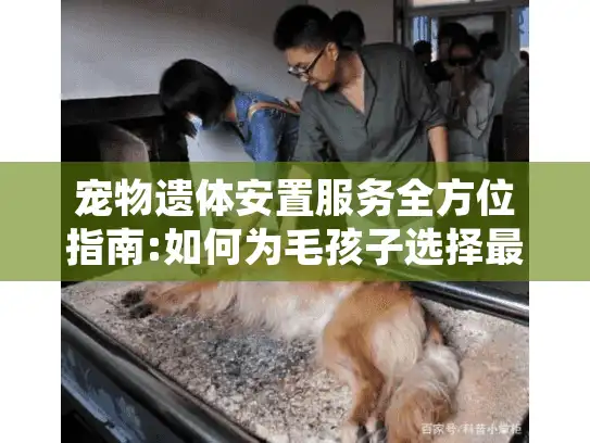 宠物遗体安置服务全方位指南:如何为毛孩子选择最后的归宿