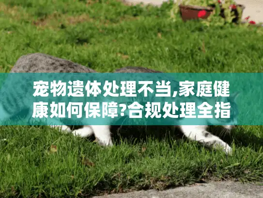 宠物遗体处理不当,家庭健康如何保障?合规处理全指南帮你守护