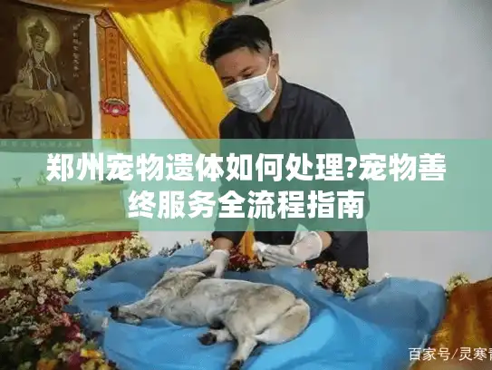 郑州宠物遗体如何处理?宠物善终服务全流程指南