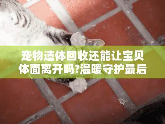 宠物遗体回收还能让宝贝体面离开吗?温暖守护最后一程的贴心指南
