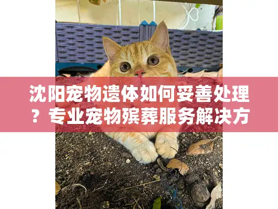 沈阳宠物遗体如何妥善处理？专业宠物殡葬服务解决方案指南