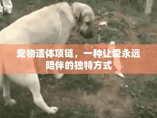 宠物遗体项链，一种让爱永远陪伴的独特方式