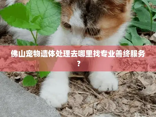 佛山宠物遗体处理去哪里找专业善终服务？