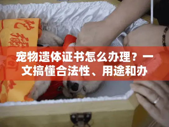 宠物遗体证书怎么办理？一文搞懂合法性、用途和办理流程