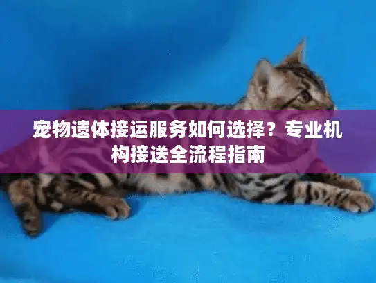 宠物遗体接运服务如何选择？专业机构接送全流程指南
