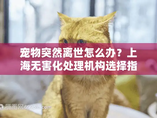 宠物突然离世怎么办？上海无害化处理机构选择指南