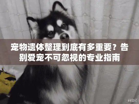 宠物遗体整理到底有多重要？告别爱宠不可忽视的专业指南