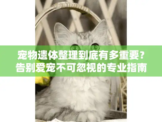 宠物遗体整理到底有多重要？告别爱宠不可忽视的专业指南