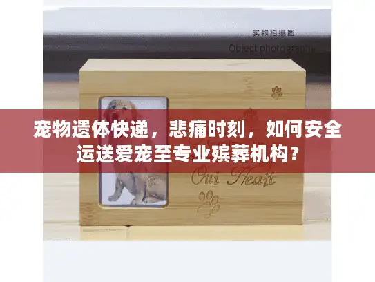 宠物遗体快递，悲痛时刻，如何安全运送爱宠至专业殡葬机构？