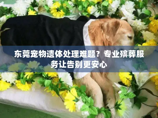东莞宠物遗体处理难题？专业殡葬服务让告别更安心
