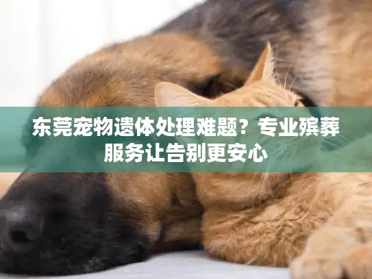 东莞宠物遗体处理难题？专业殡葬服务让告别更安心
