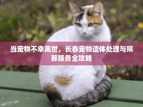当宠物不幸离世，长春宠物遗体处理与殡葬服务全攻略