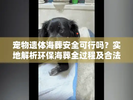 宠物遗体海葬安全可行吗？实地解析环保海葬全过程及合法渠道