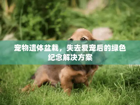 宠物遗体盆栽，失去爱宠后的绿色纪念解决方案