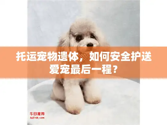 托运宠物遗体，如何安全护送爱宠最后一程？