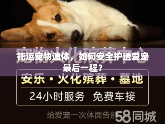托运宠物遗体，如何安全护送爱宠最后一程？