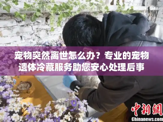 宠物突然离世怎么办？专业的宠物遗体冷藏服务助您安心处理后事