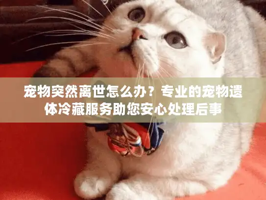 宠物突然离世怎么办？专业的宠物遗体冷藏服务助您安心处理后事