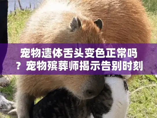 宠物遗体舌头变色正常吗？宠物殡葬师揭示告别时刻的遗体变化密码