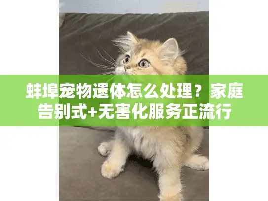 蚌埠宠物遗体怎么处理？家庭告别式+无害化服务正流行