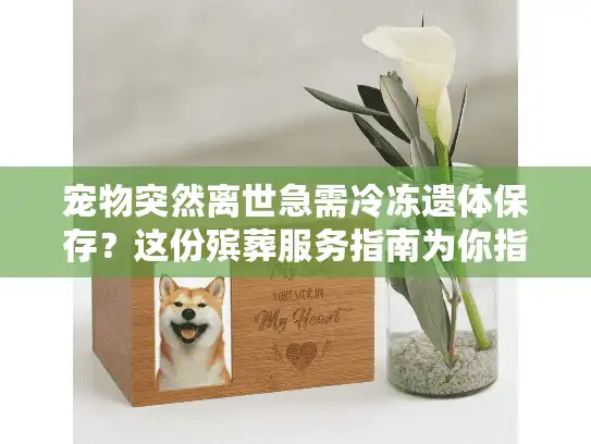 宠物突然离世急需冷冻遗体保存？这份殡葬服务指南为你指路