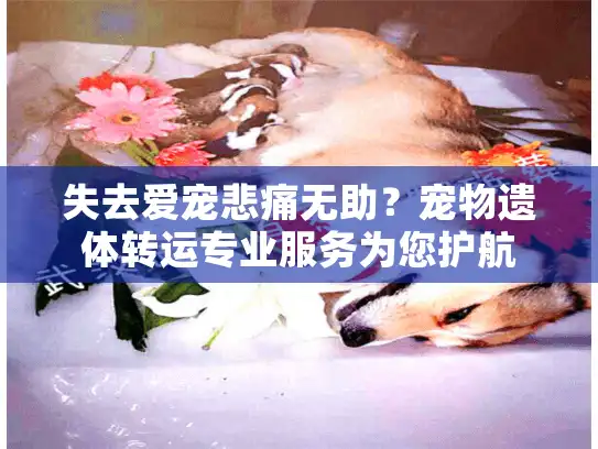 失去爱宠悲痛无助？宠物遗体转运专业服务为您护航