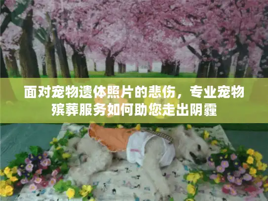 面对宠物遗体照片的悲伤，专业宠物殡葬服务如何助您走出阴霾