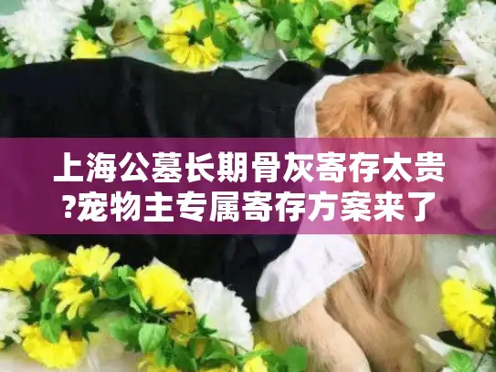 上海公墓长期骨灰寄存太贵?宠物主专属寄存方案来了