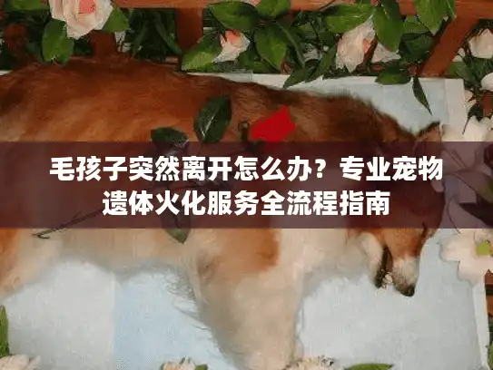 毛孩子突然离开怎么办？专业宠物遗体火化服务全流程指南