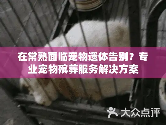 在常熟面临宠物遗体告别？专业宠物殡葬服务解决方案