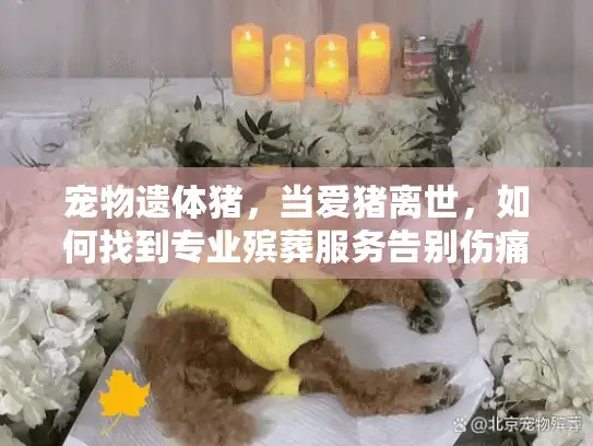 宠物遗体猪，当爱猪离世，如何找到专业殡葬服务告别伤痛？