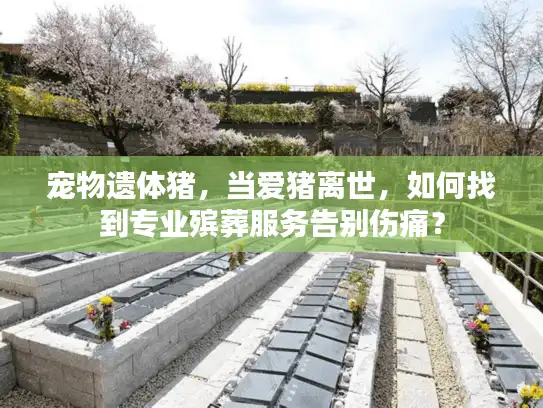 宠物遗体猪，当爱猪离世，如何找到专业殡葬服务告别伤痛？