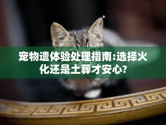 宠物遗体验处理指南:选择火化还是土葬才安心?