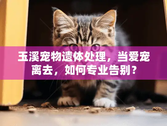 玉溪宠物遗体处理，当爱宠离去，如何专业告别？