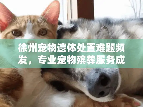 徐州宠物遗体处置难题频发，专业宠物殡葬服务成新需求