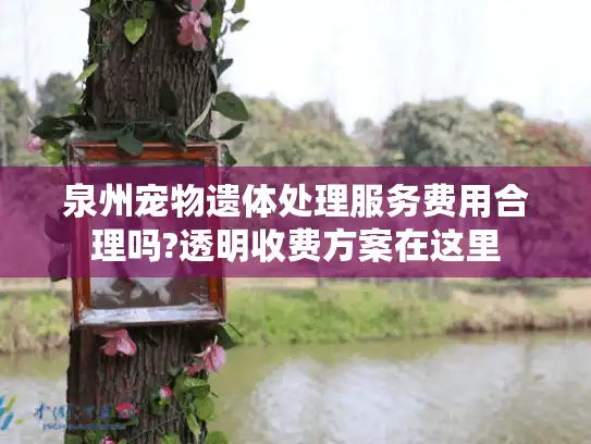 泉州宠物遗体处理服务费用合理吗?透明收费方案在这里