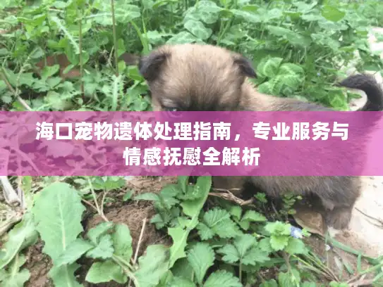 海口宠物遗体处理指南，专业服务与情感抚慰全解析