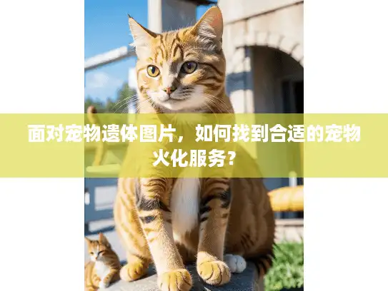 面对宠物遗体图片，如何找到合适的宠物火化服务？