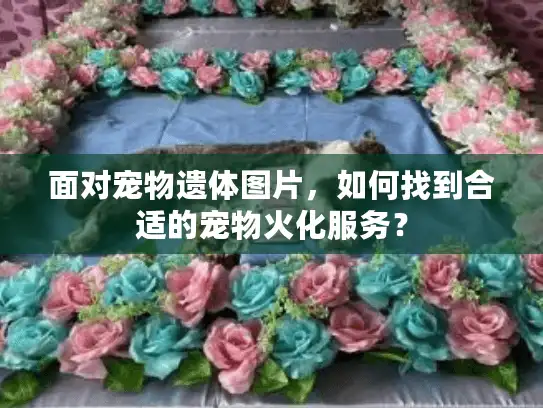 面对宠物遗体图片，如何找到合适的宠物火化服务？